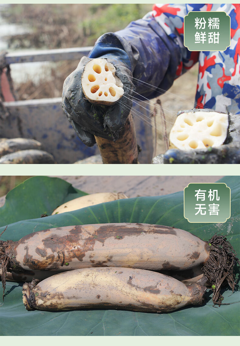 新鲜莲藕 新鲜现挖绿色种植软糯粉嫩煲汤粉藕鲜嫩可口洪湖九孔莲藕 当