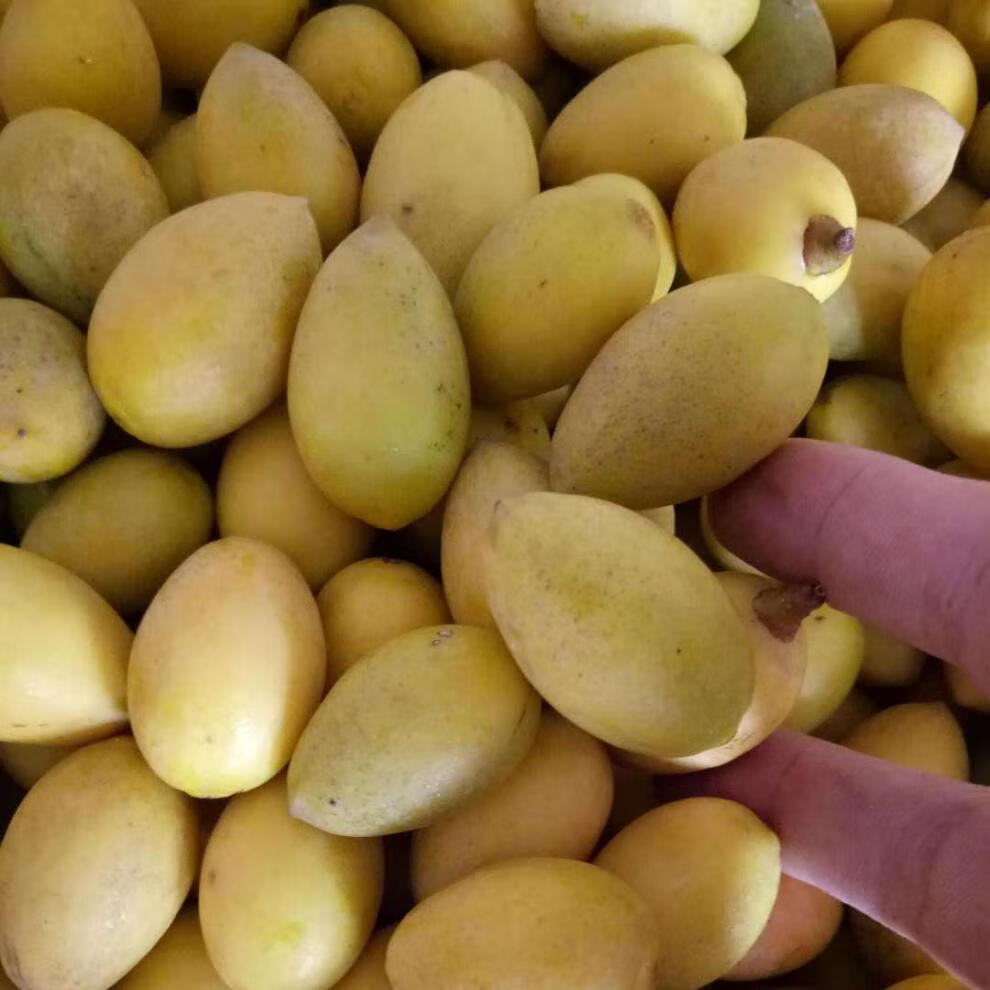 晨臻潮汕新鲜黄橄榄甘香橄榄水果青果檀香橄榄潮汕特产年货 500g