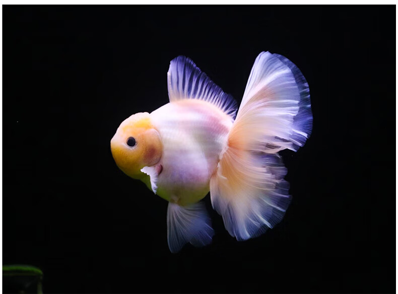 百褶裙精品泰狮1金鱼活体观赏鱼原泰冷水新手活鱼渔场78红黑百褶苗