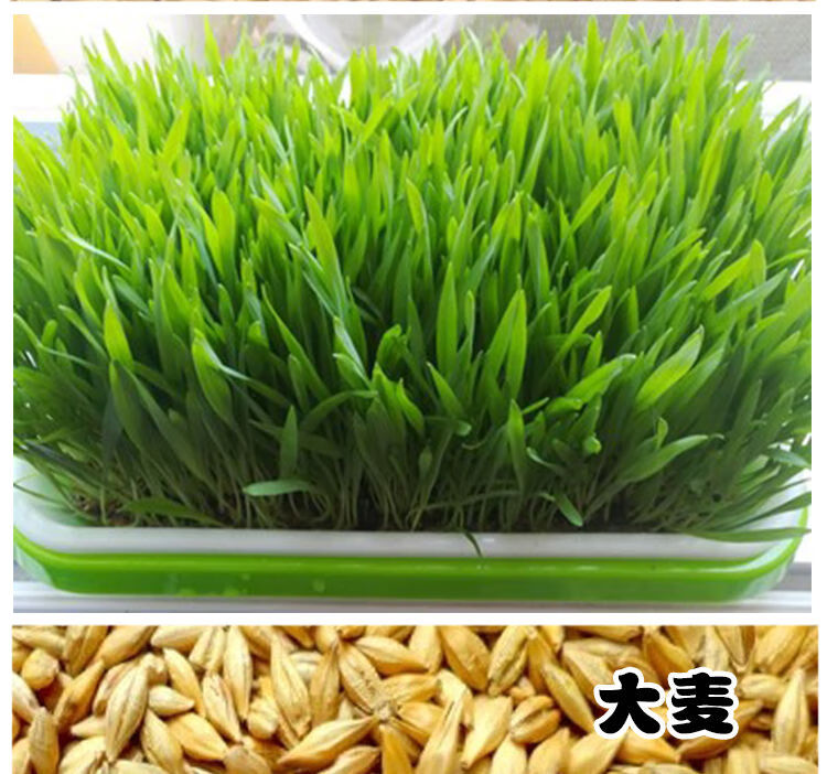 大麦种子籽大麦草籽芽苗菜种子猫草大麦若叶青汁大麦苗种子1盘2包85g