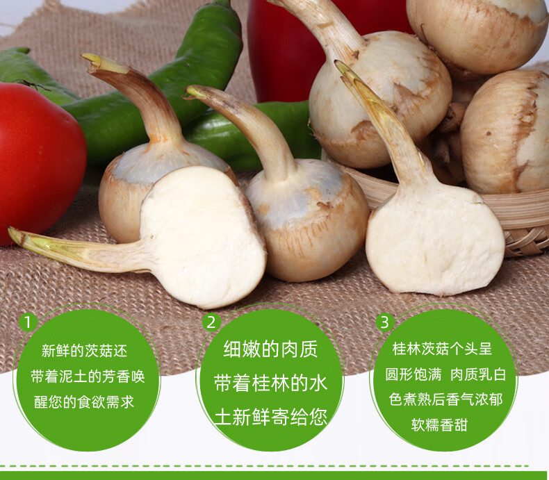 新鲜茨菇广西白茨菰山水恋现挖白慈姑农家蔬菜慈菇塘菇火锅食材2500g