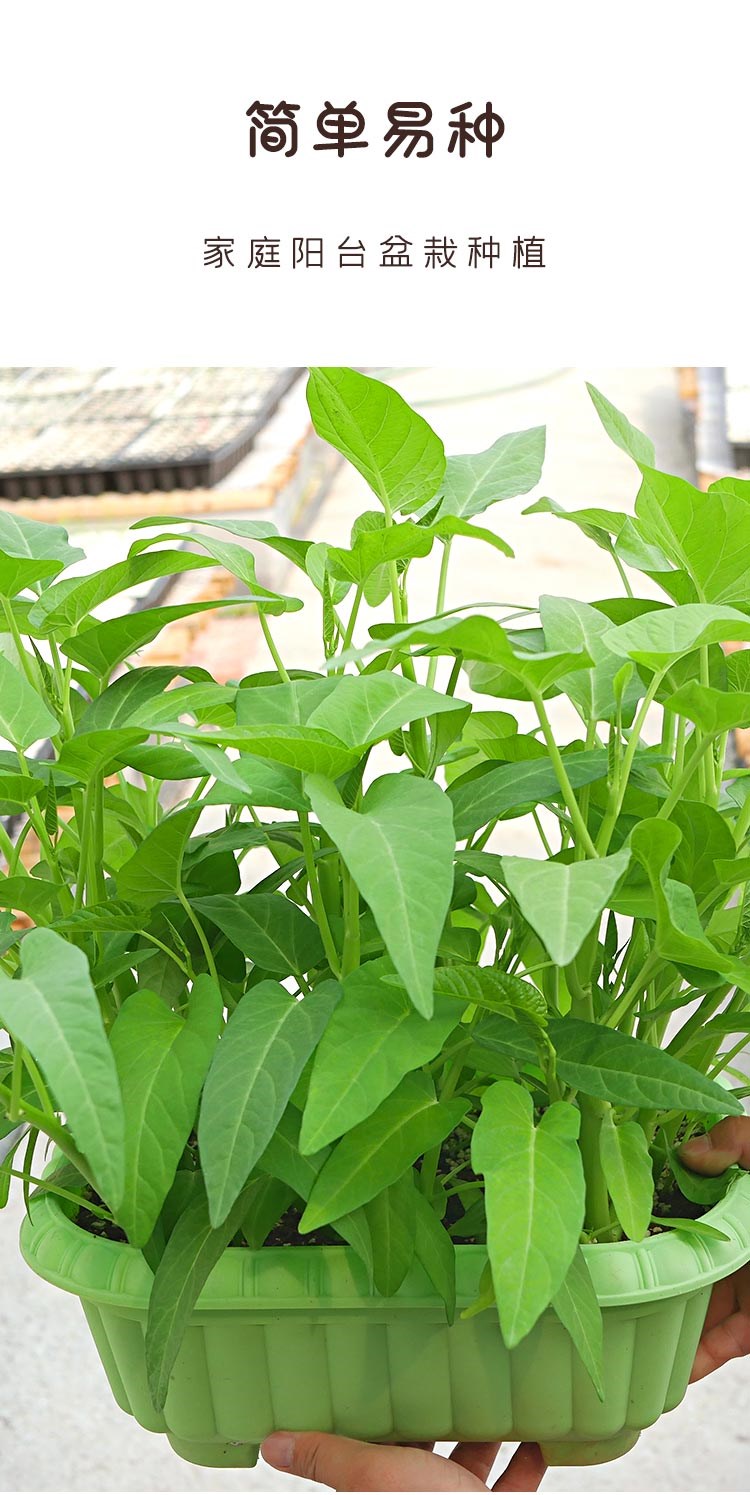 三叉菜空心菜种子种籽四季青菜盆栽菜籽蔬菜孑籽种菜苗带根 大叶