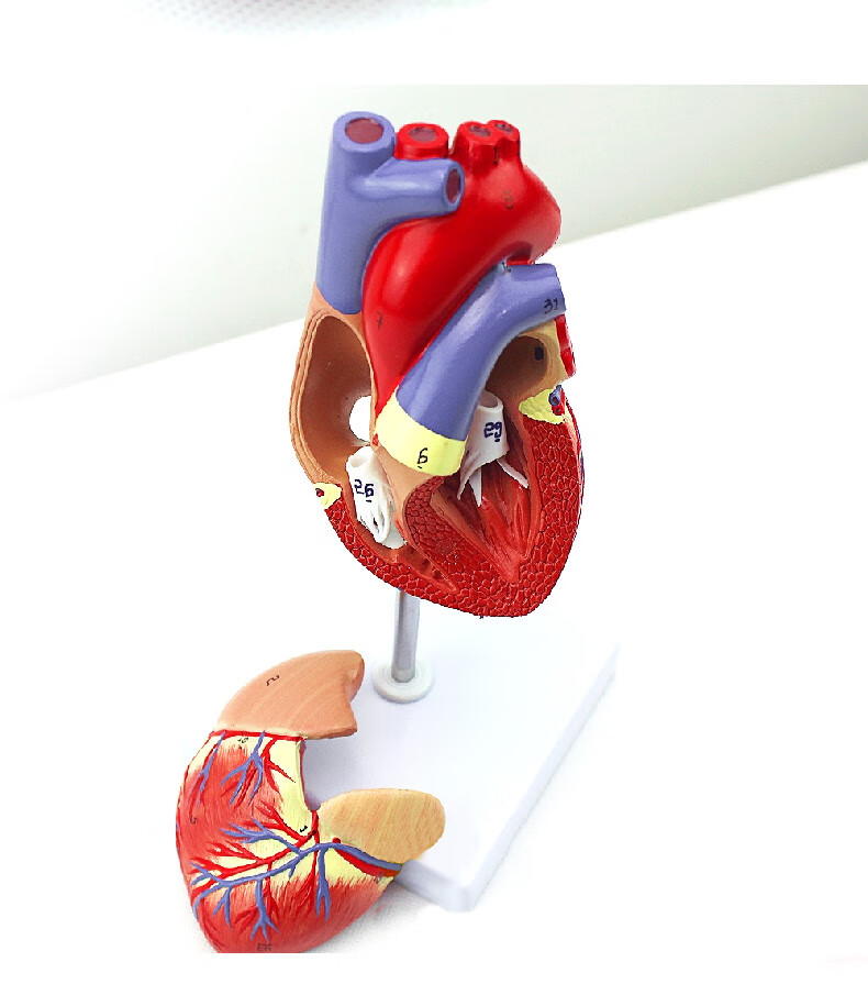 冠状动脉心血管血液循环解剖器官玩具雅德透明心脏模型数字标识说明书