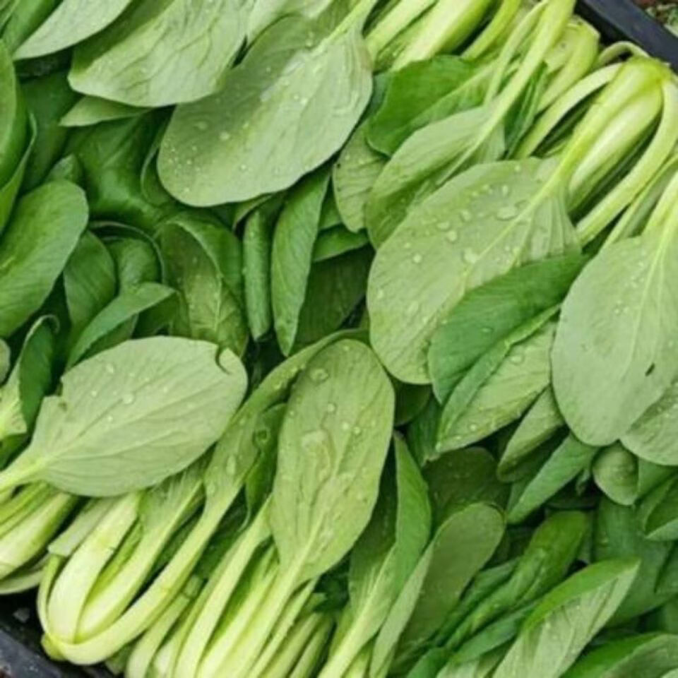 现摘蔬菜上海青小油菜自种蔬菜类小青菜4斤 现摘新鲜蔬菜上海青小油菜