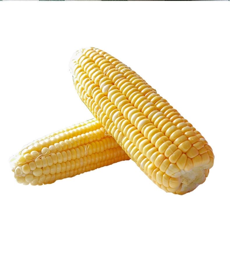 新鲜甜玉米棒云南双色水果玉米新鲜蔬菜当季农家带皮壳现摘现发五斤装