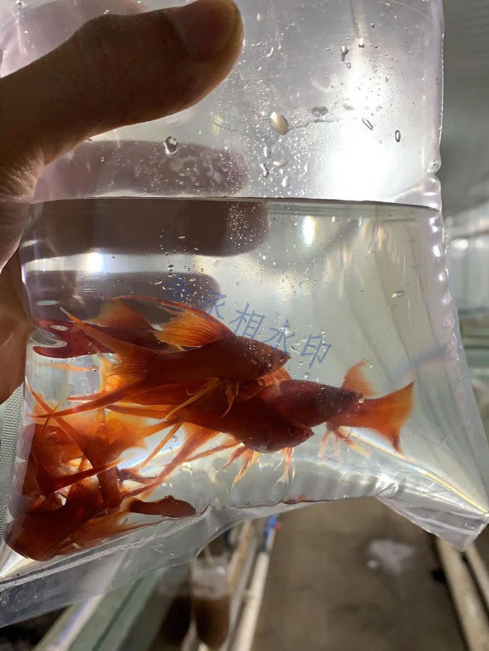 红箭鱼活体红剑鱼小鱼热带观赏鱼活体好养耐活水族宠物胎生鱼包损 3