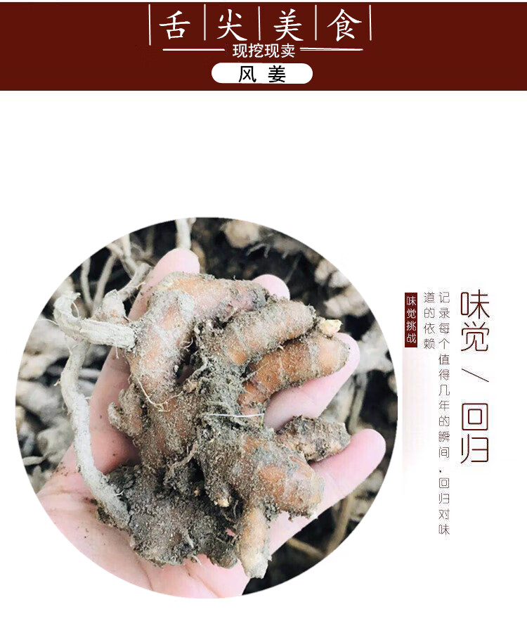 【农友】阳春风姜新鲜月子姜特产自种高良姜产后月婆