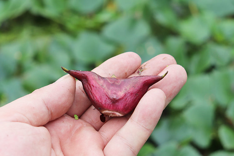 2020新鲜现摘红菱角安徽特产非洪湖老菱角3/5斤带壳鲜菱角嫩 三斤