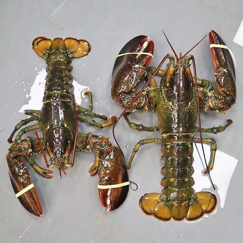 鲜活速冻波士顿大龙虾超大一只315斤龙虾冰鲜波龙55斤一只