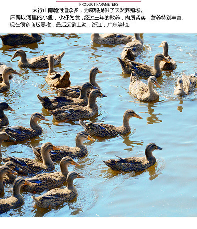 正宗太行山三年老麻鸭水鸭散养土鸭老鸭老鸭汤带舌整鸭腾旺纳跃三年老