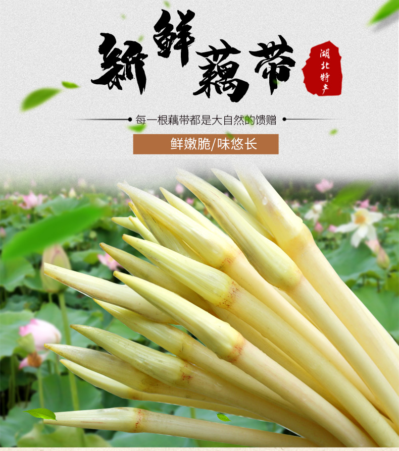 顺丰湖北特产洪湖新鲜藕带藕肠子稍藕尖莲藕蔬菜闭尖3斤装1500g