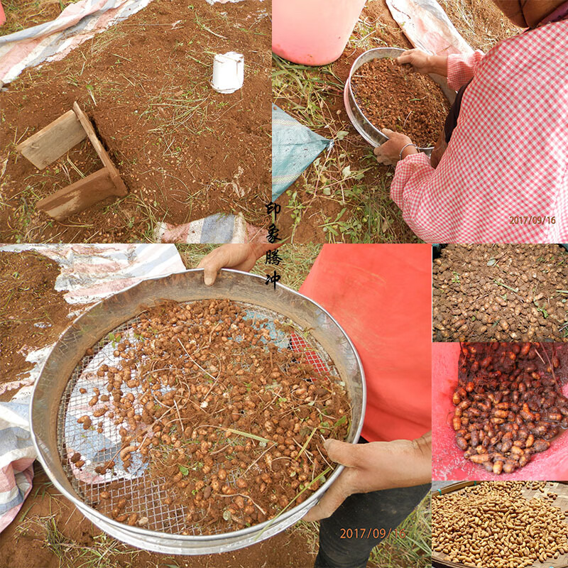 宓蝶 油莎豆大颗粒种子500克 资料【图片 价格 品牌 报价】-京东