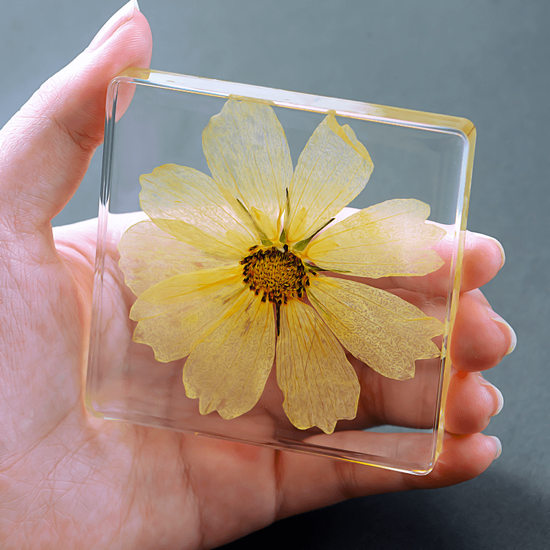 植物标本树脂 真实植物树脂标本幼儿园教学花朵树叶玉米高粱生活史