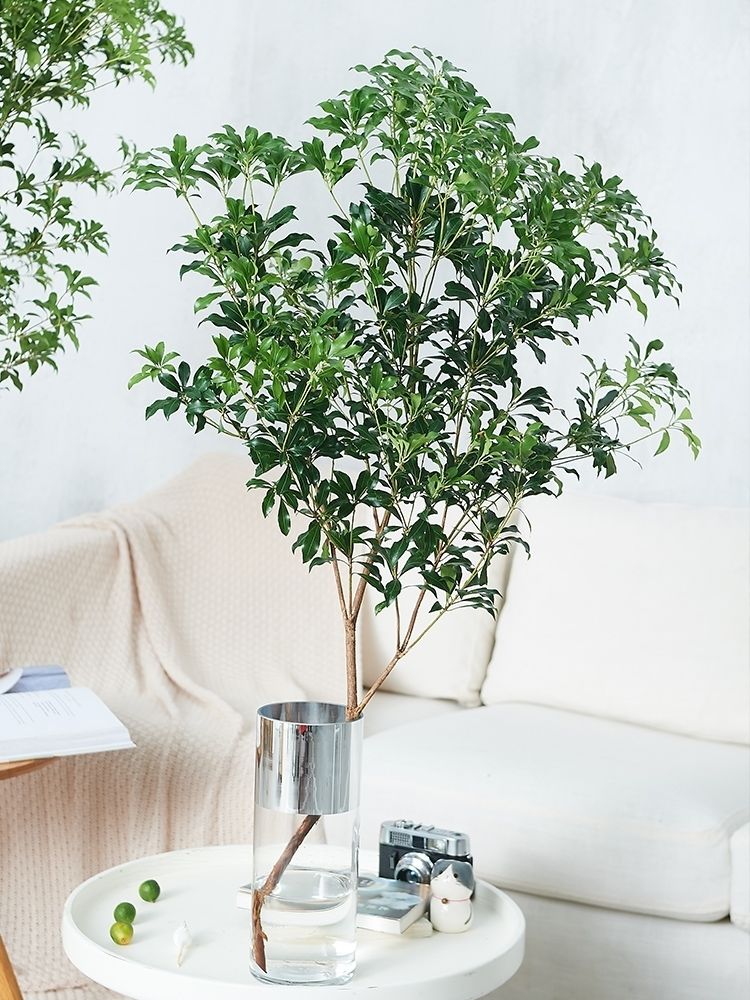 马醉木水培植物鲜切枝条树枝室内绿植日本吊钟树苗水养盆栽活树8090cm