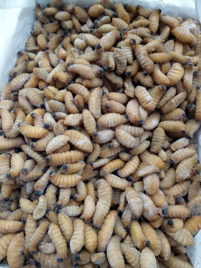 1斤冰鲜竹虫竹笋虫竹蛹大竹蛆笋蛆笋子虫生鲜笋子虫生鲜