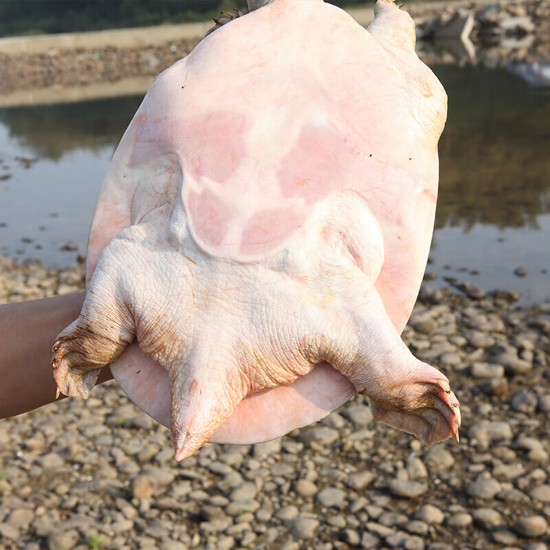 甲鱼底板肉水鱼中华鳖肉甲鱼裙边干货团鱼边缘肉甲鱼干250g