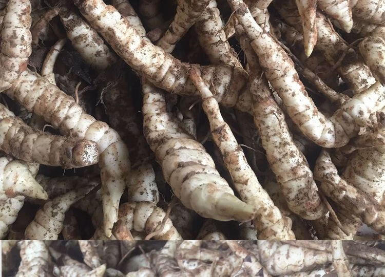 新鲜地参现挖地笋虫虫草参地蚕子地藕银条菜泽兰根农家特产净重3斤装