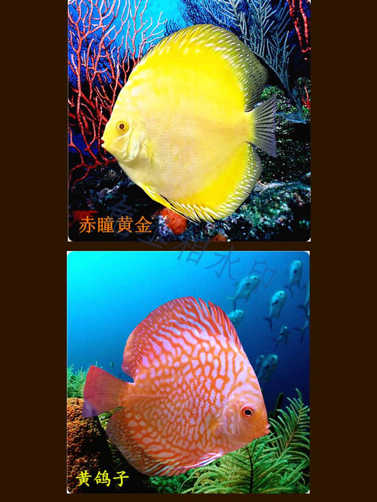 活体七彩神仙鱼热带观赏鱼七彩神仙鱼渔场直销鸽子豹纹