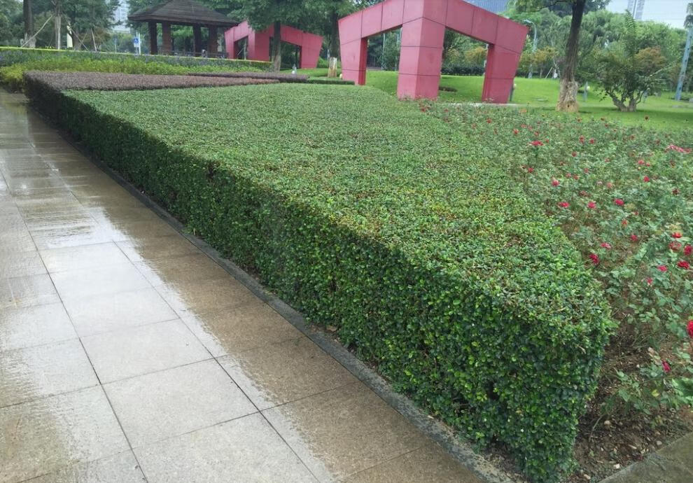 苗木庭院植物小叶女贞树苗女贞苗水蜡球四季常青z3 小叶女贞造型塔 10