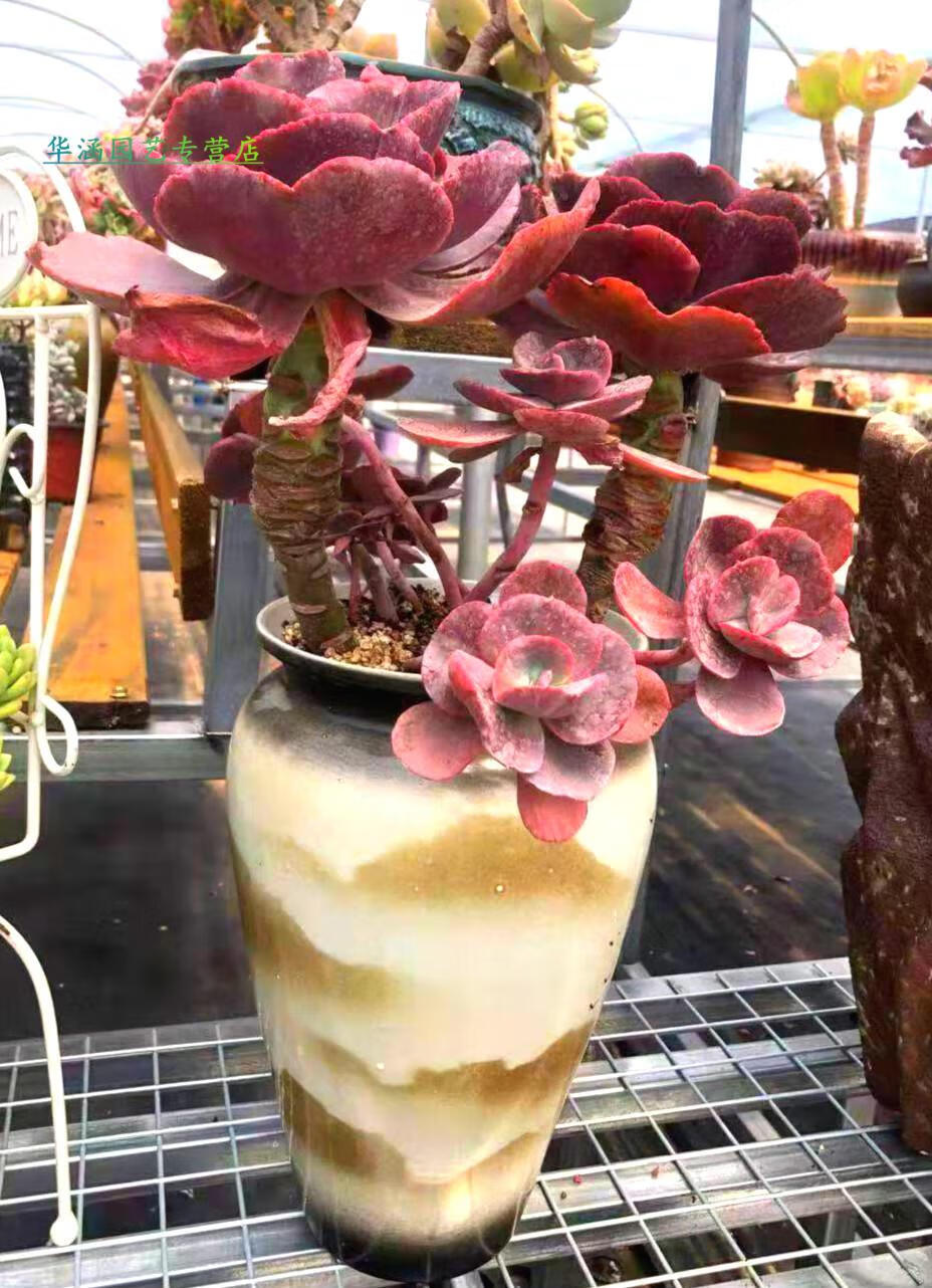 多肉植物老桩特大捧花 芒果美人[巨大株群生老桩多头] 不含盆【图片