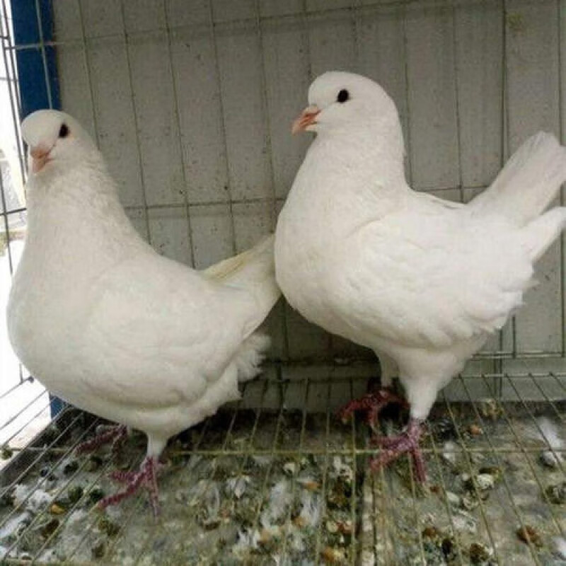 京选推荐活纯种元宝鸽子一对青年鸽观赏鸽肉鸽元宝种鸽成年三斤左右