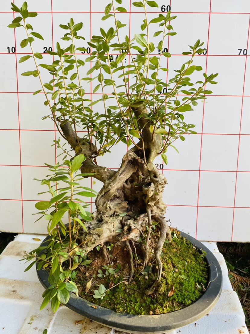 映山红盆景杜鹃花盆景熟桩树桩盆景室内小老桩绿植 姜黄色 d10361 带