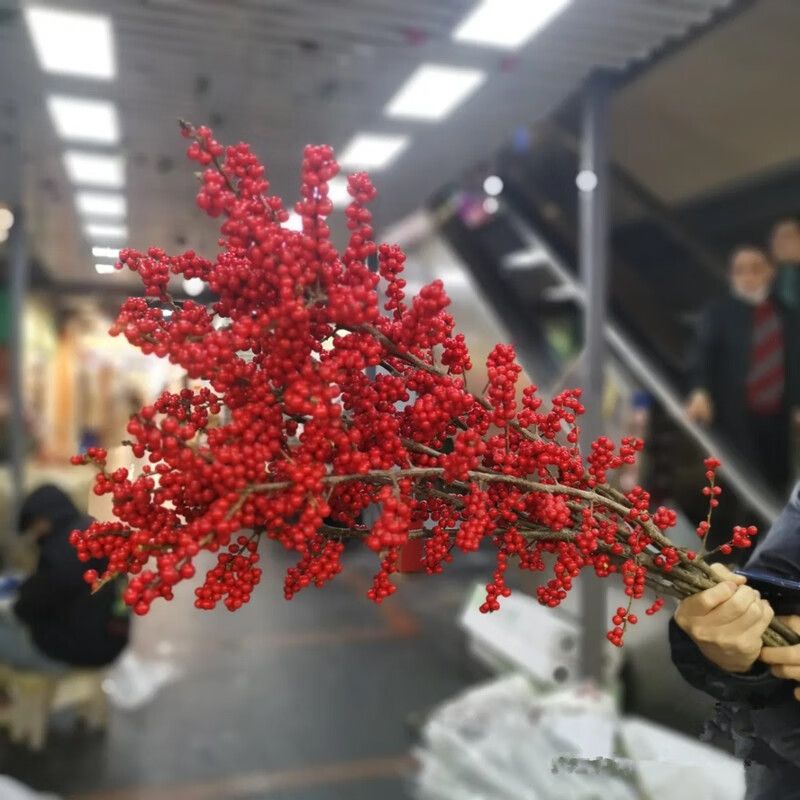战长沙北美冬青鲜花红豆鲜切枝红果绿植水养植物年宵花 冬青40cm 5支