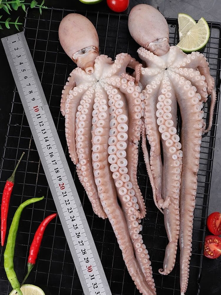 八爪鱼海鲜鲜活水产活冻长腿短腿迷你网红爆头八带鱼中短腿八爪鱼三斤