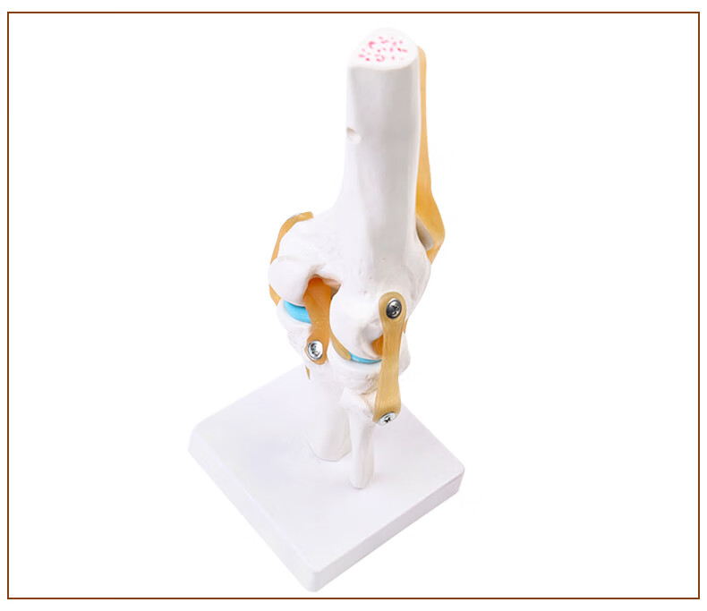 人体膝关节功能模型 半月板交叉韧带活动膝盖骨髌骨教学骨骼模型