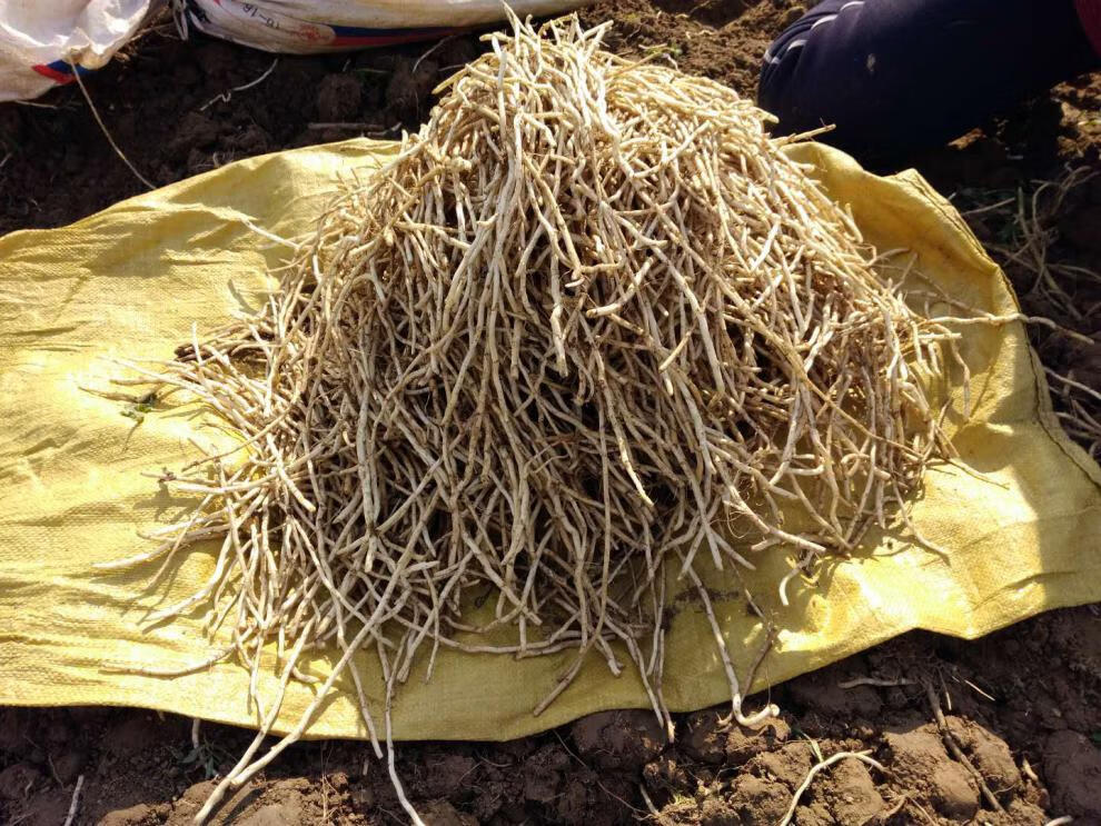 农家特产新鲜藜蒿根泥蒿根芦蒿根新鲜时苓蔬菜3斤一份现挖现发团建