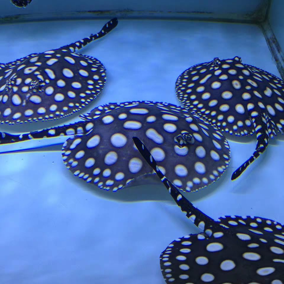 魟鱼活体黑白皇冠珍珠魟鱼米克斯魟鱼黑金魟鱼红龙热带鱼龙鱼配鱼5a级