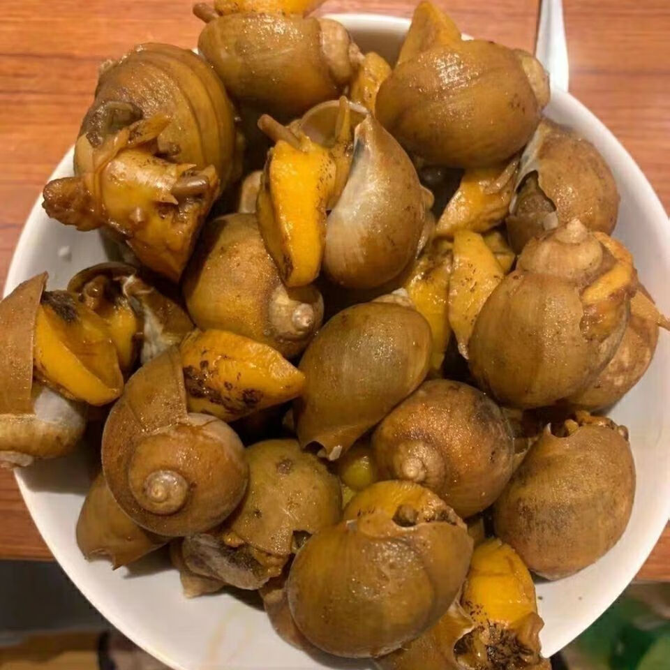 鲍螺老婆脚假鲍鱼鲜活无沙海蜗牛熟冻带壳大脚螺网红新鲜海鲜贝类