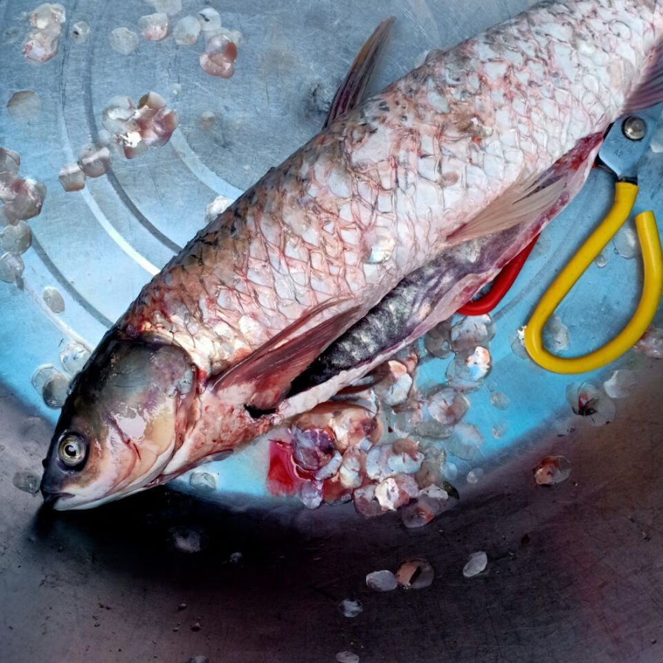 安徽特产现杀活鱼速冻农家草鱼大新鲜混子草根鱼淡水鱼第2件 普通快递