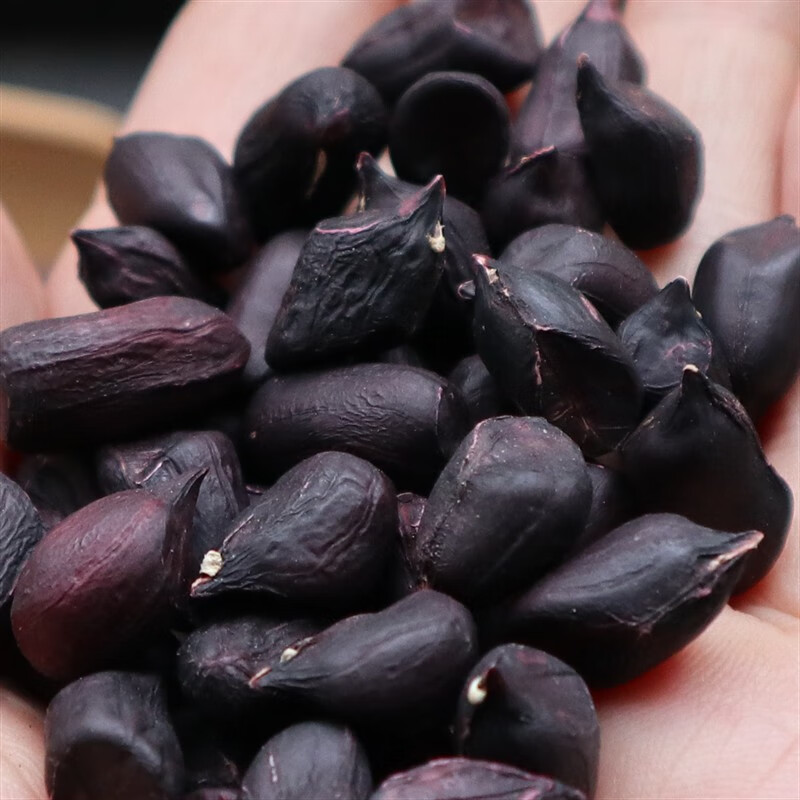 千帆亭黑花生种子东北四粒红花种籽蔬菜散装黑美人花生种籽落花生种黑