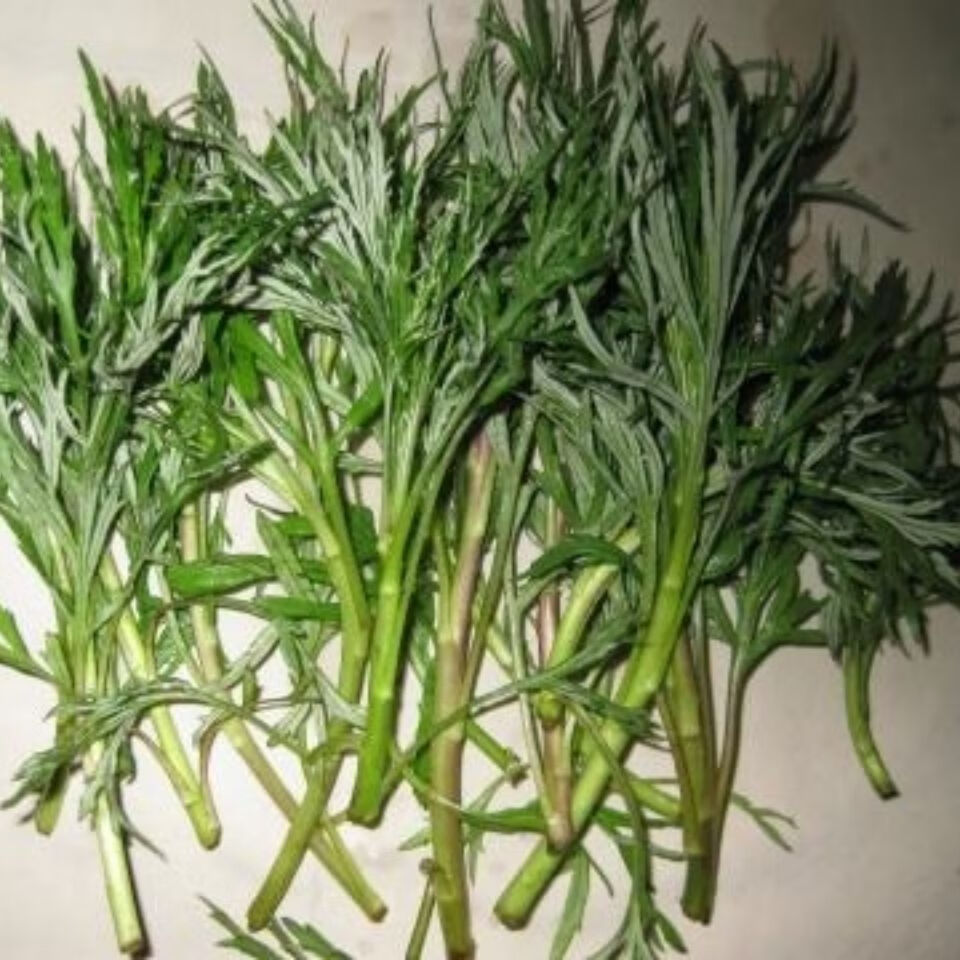 刺嫩芽野菜东北特产山野菜柳蒿芽蘸酱菜新鲜水烫冷冻保鲜无水发货3斤