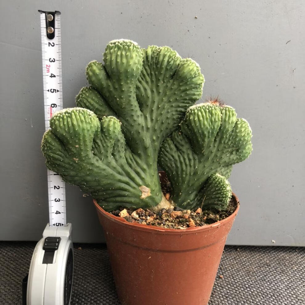 室内小盆栽玉麒麟多肉易栽好养活办公室桌面绿植彩山影五指山1015cm