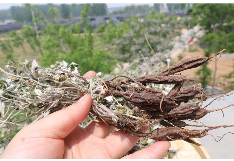 2021年翻白草 野生 降糖整颗带根番白草新鲜晒干翻白草茶中草药材