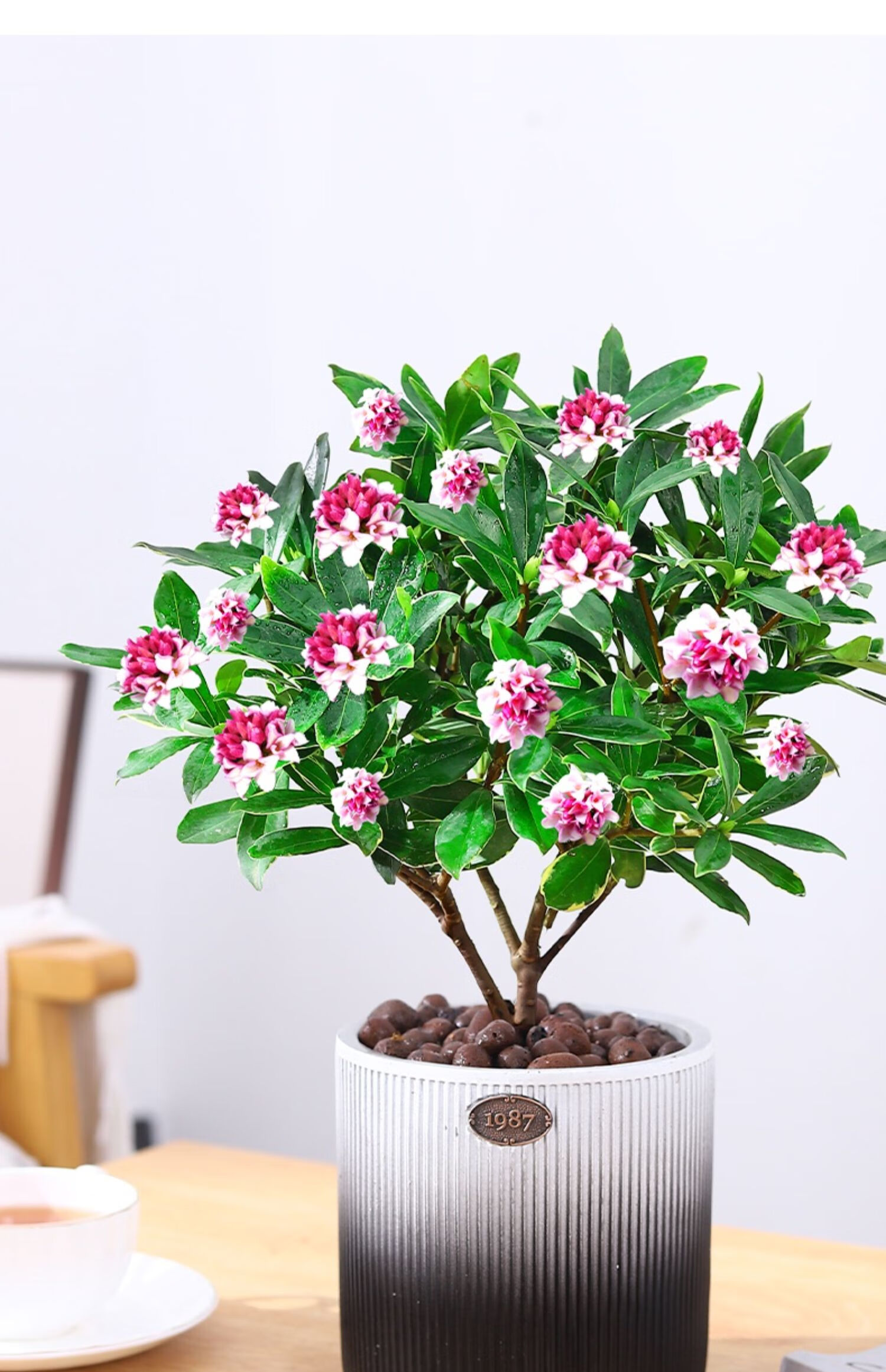 蝶遇 金边瑞香带花苞浓香型四季植物冬季耐寒室内花开花卉好养易活