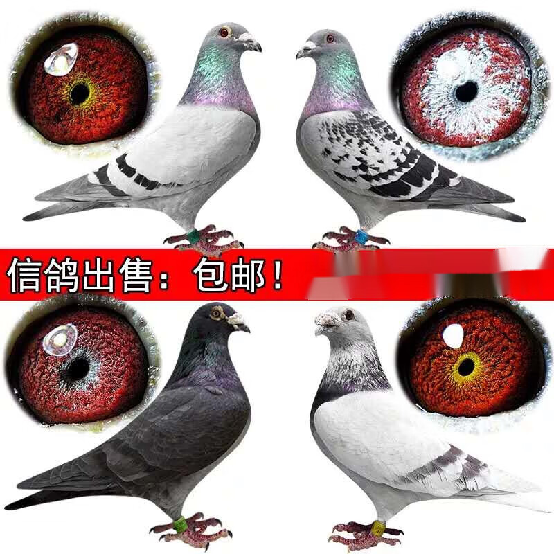 信鸽 鸽子活体 信鸽种鸽 杨阿腾 詹森 赛鸽 成绩鸽 鸽子活体 纯黑信鸽
