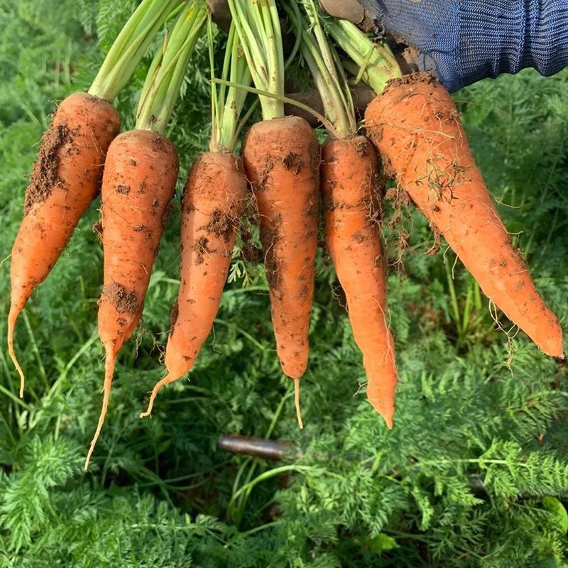 农家种小胡萝卜云南露天种新鲜红萝卜现挖带樱带泥发货昌隆福记 农家