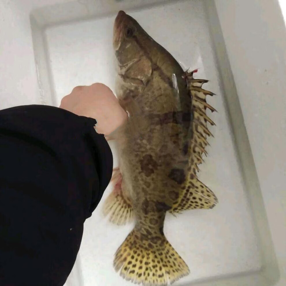 lism大桂鱼鳜鱼鳌花鱼桂花鱼淡水鱼新鲜活鱼下单现杀3斤1条5条装