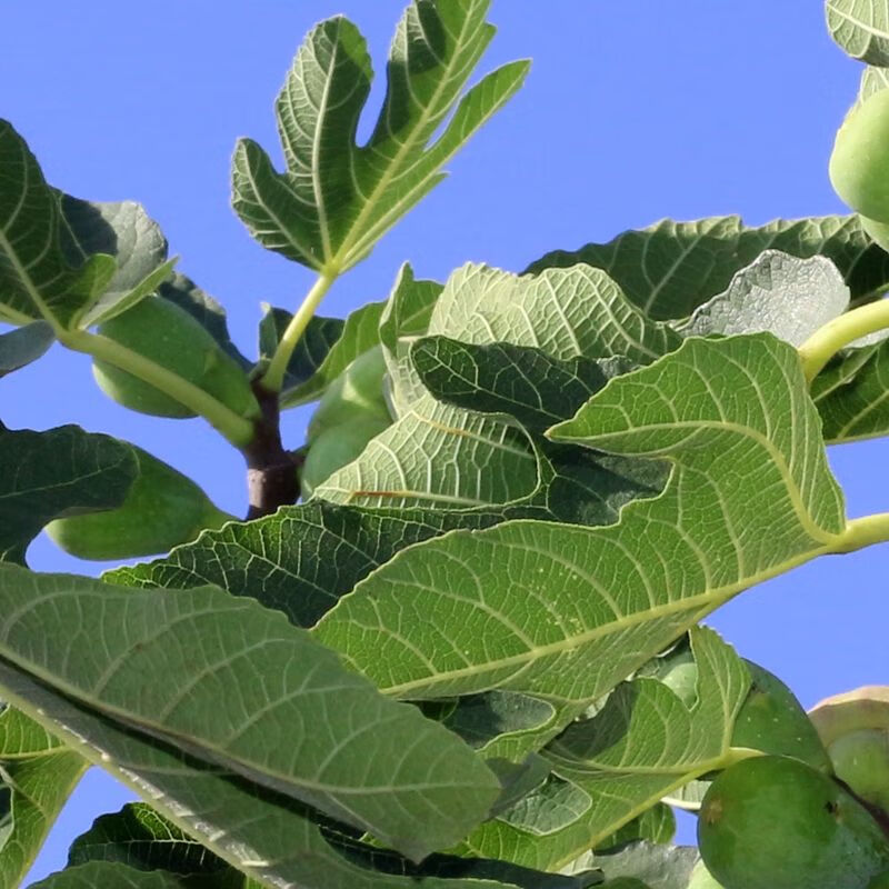 无花果叶 无花果树叶子 新鲜无花果叶子 500g【图片 价格 品牌 报价】