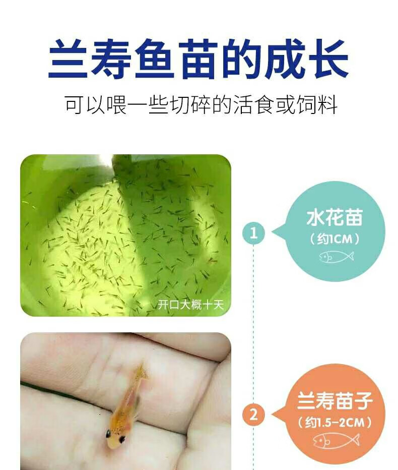 荣郁 兰寿鱼苗精品兰寿苗奶牛水墨红黑寿冷水鱼苗观赏金鱼活体包活好