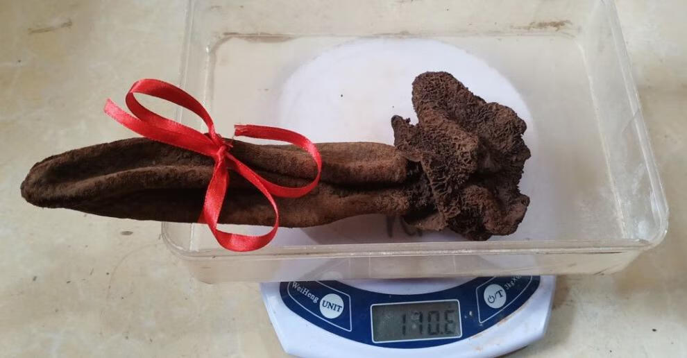 野生顶天柱回春草不老草藏药材男人续阳草男性泡酒料80115克一支