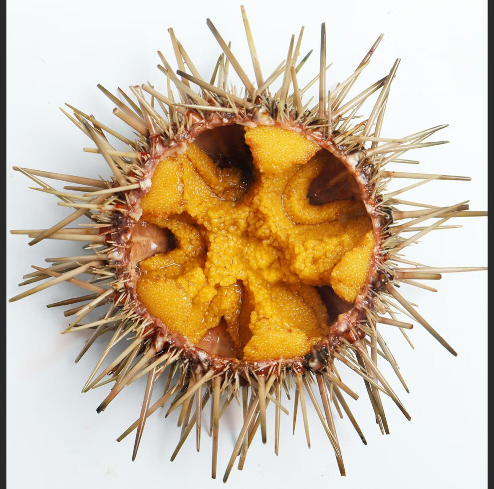 顺丰空运多地隔日达鲜活马粪海胆黄海胆紫海胆大连海鲜即食刺身生鲜5