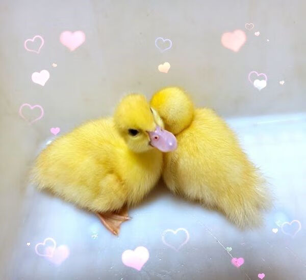 萌萌哒网红宠物小黄鸭子苗宠物鸭子纯活体活的活体小鸭子活物家养正黄