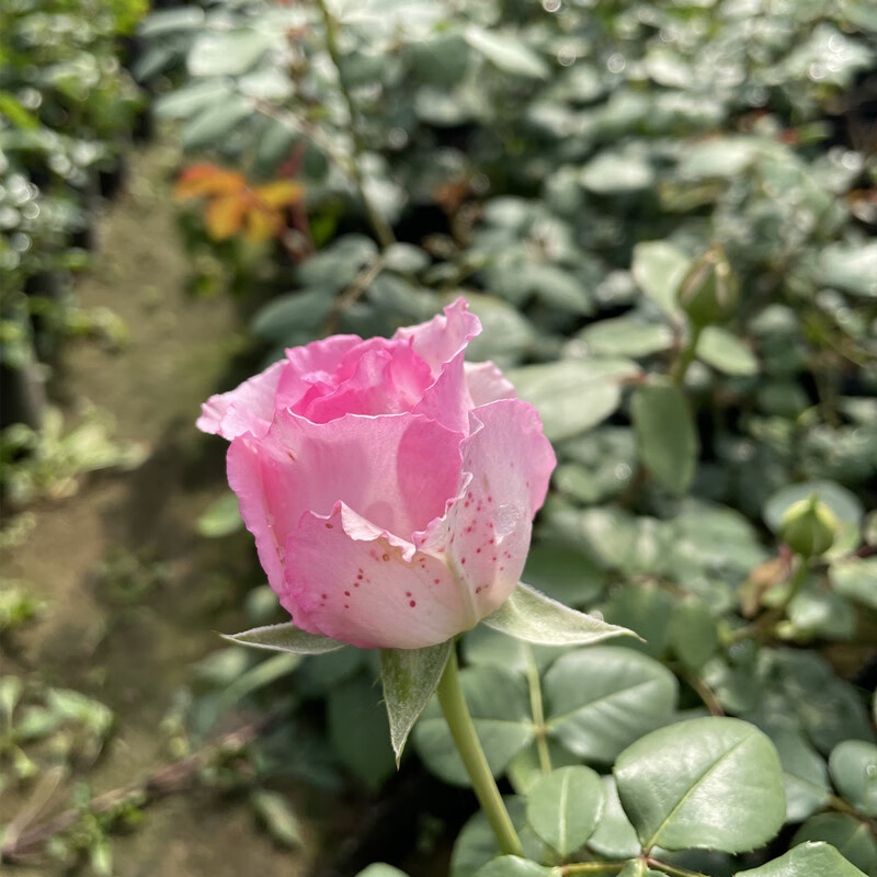 瑰玮爬藤无刺藤本月季罗衣四季开花浓香阳台庭院盆栽爬墙拱门罗衣中苗