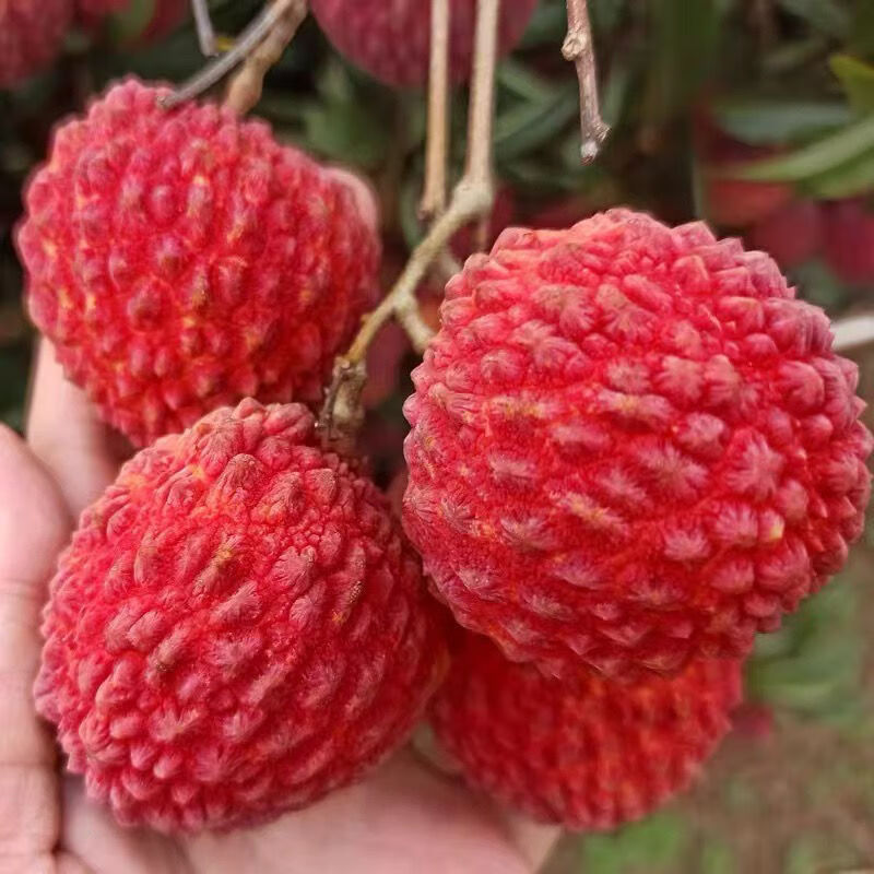 海南火山荔枝王超大26斤产地空运新鲜火山口当季大荔枝大果普通装6斤