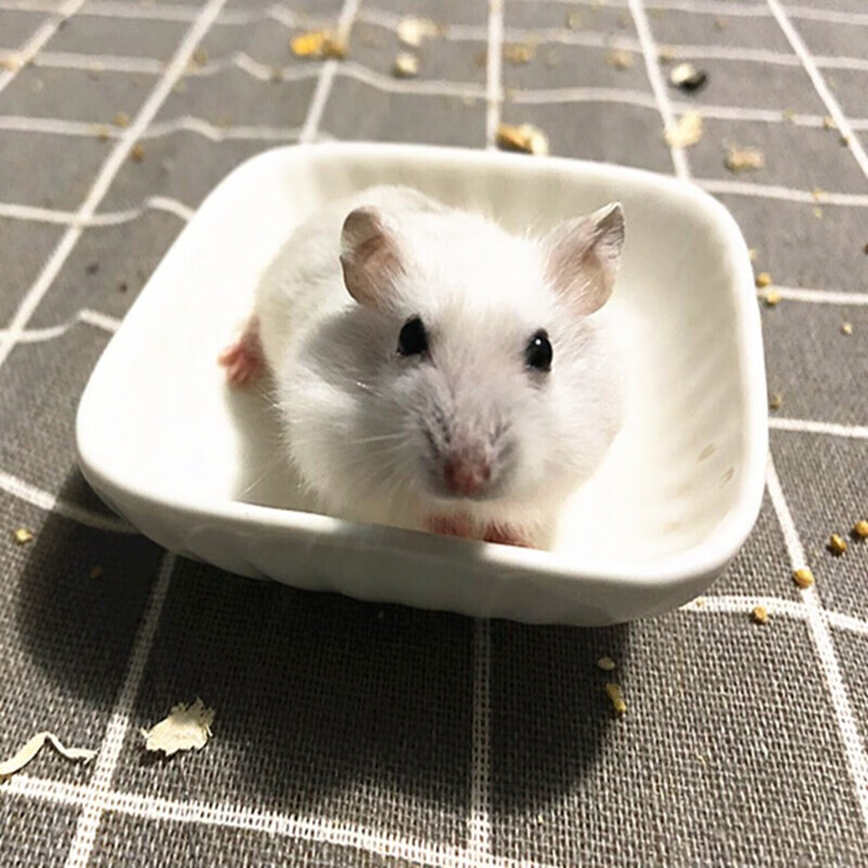 [京东推荐]金丝熊活物 幼崽活体眼圈虎纹奶牛熊小宠物鼠 金丝熊 奶牛