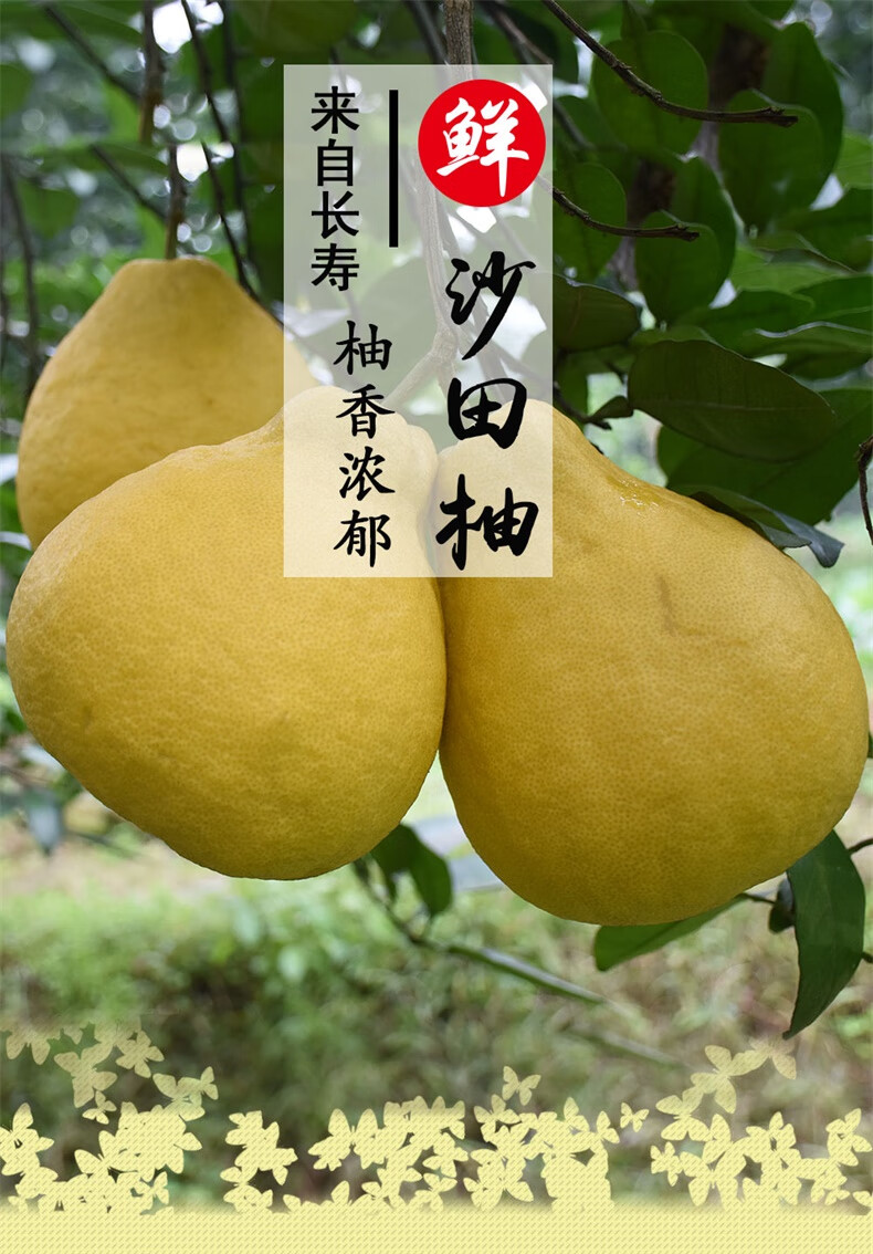 沙田柚水果新鲜白心柚子非梅州容县10斤精选老树果王不正宗包退单个24